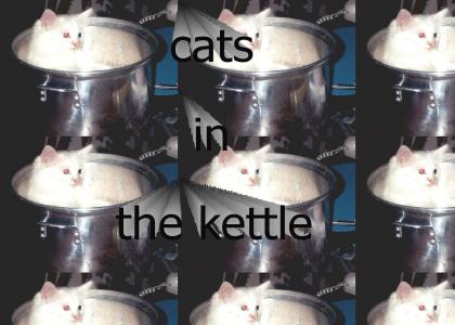 Cat's in the kettle