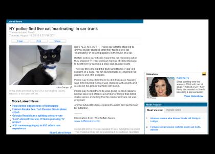 Site about cat abuse with predictable ending