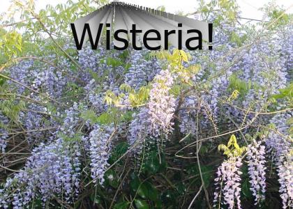 Wisteria