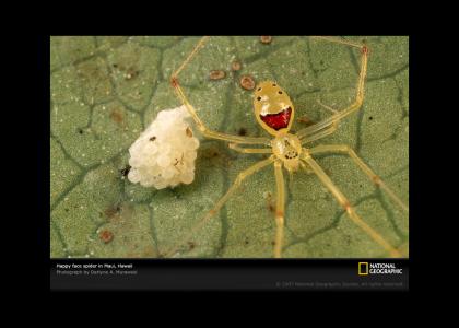 Happy Spider?