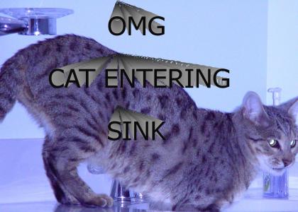CAT ENTERING SINK