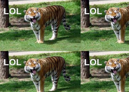 loooolllolol tiger