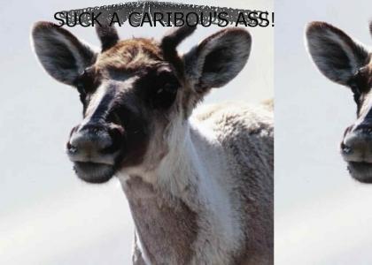 Suck A Caribou's Ass (wesley willis tribute)