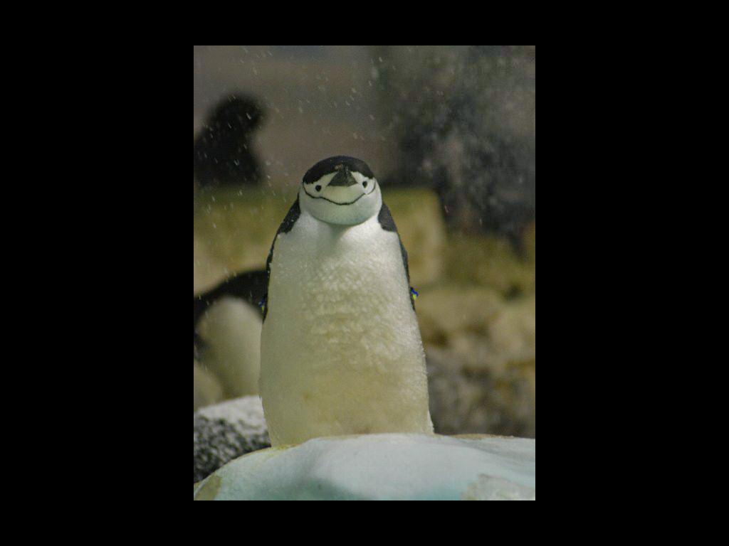 pinguin