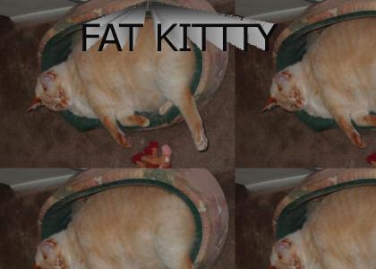 FAT KITTY!!!!11