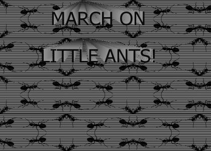 Ants are MARCHING!