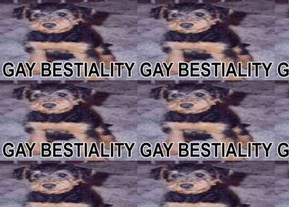 GAY BEASTIALITY