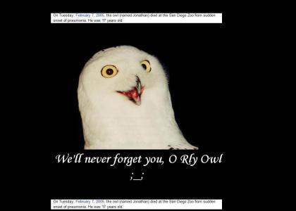 Another Tribute to the O Rly Owl