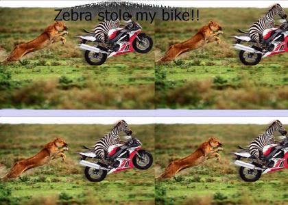 Zebra Stole My Bike!