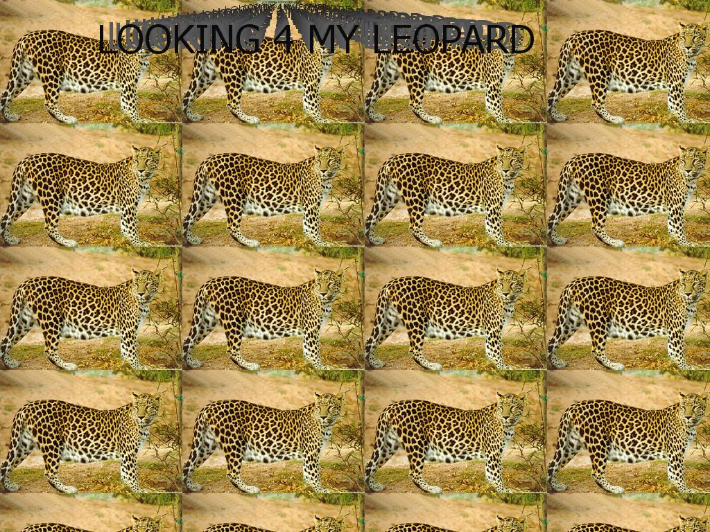 lookingforleopard