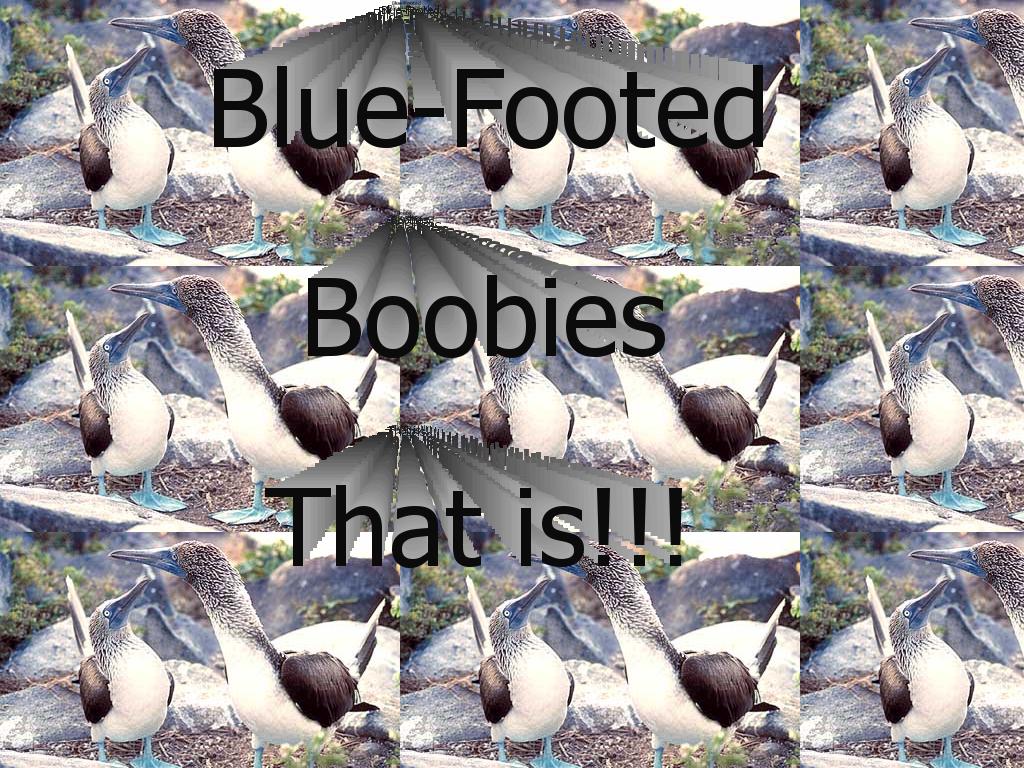 pairofboobies