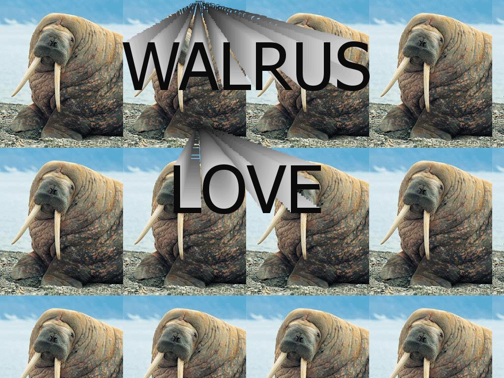 walruslove