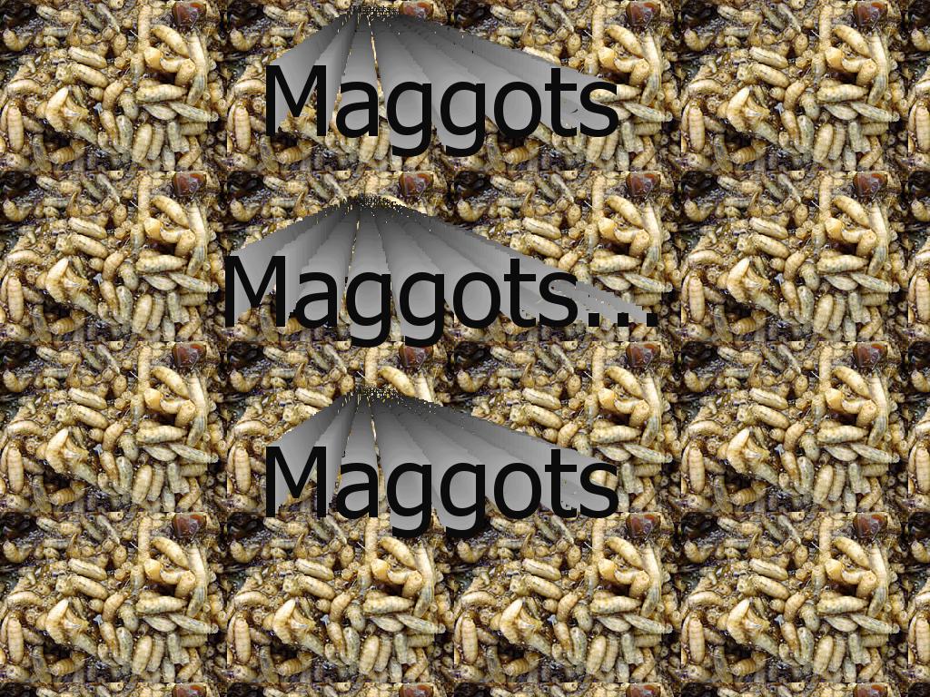 maggots