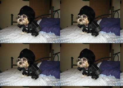 Darth Shih-Tzu