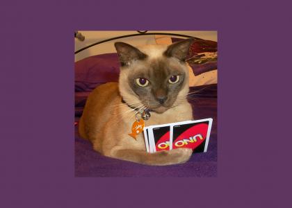 A cat playing UNO® !