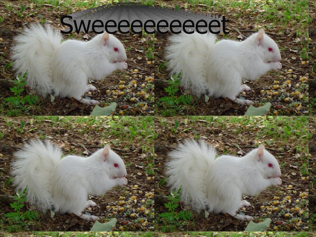 albinosquirrel