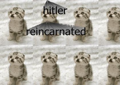 omg nazi kitten