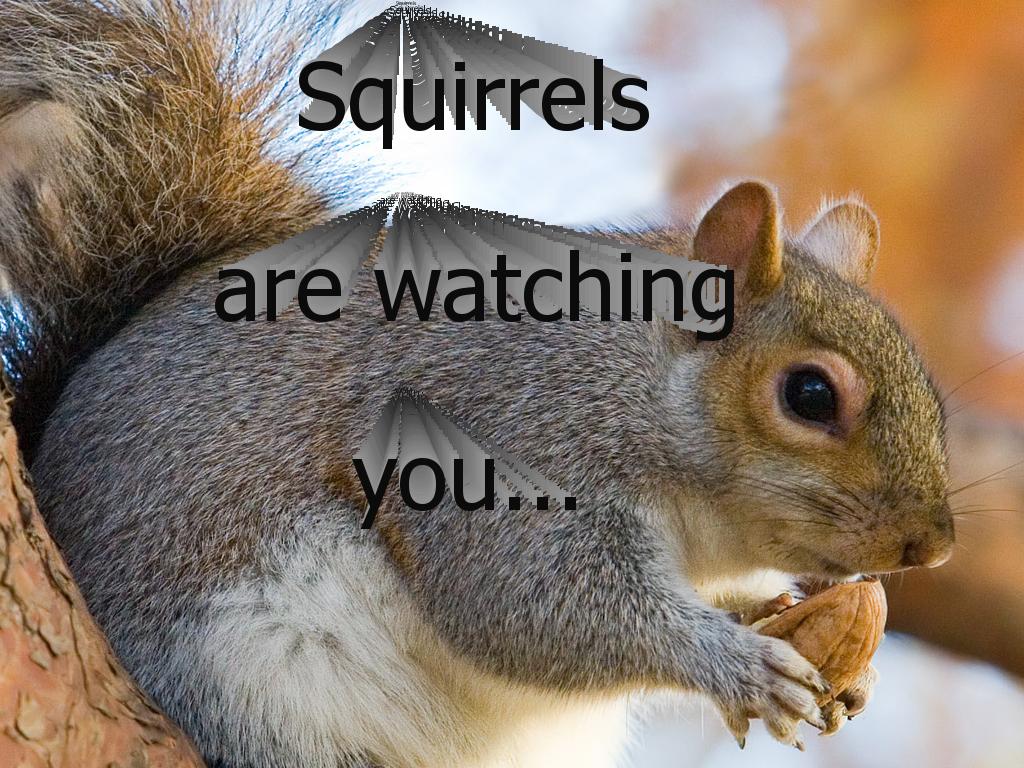 squirrelswatching
