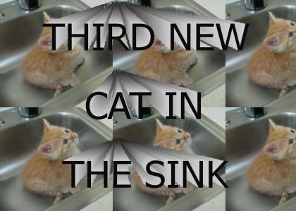 THIRD NEW CAT IN THE SINK