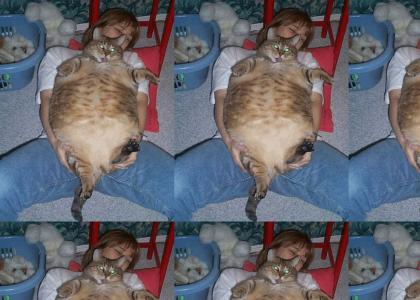 Hypnotizing fat cat