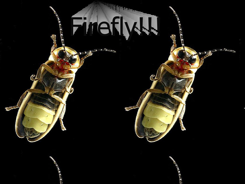 fireflydew