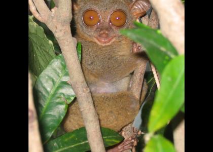 Tarsier stares into your soul.