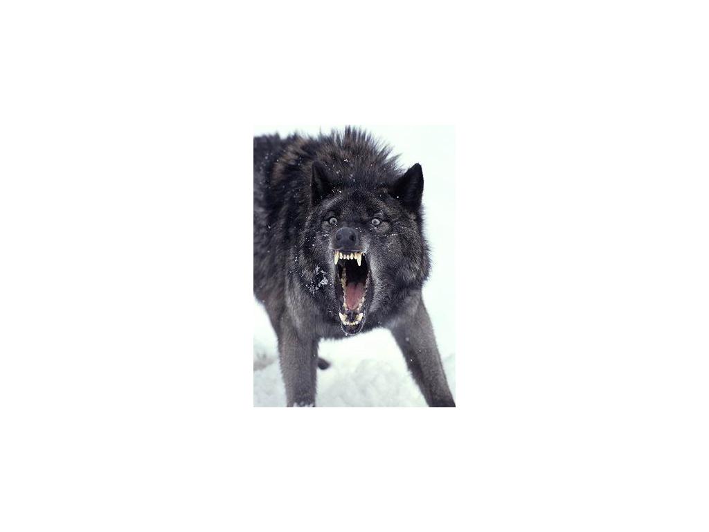 Wolflovesyou