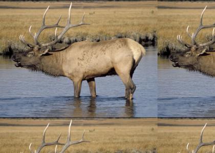 Do not anger the Elk.