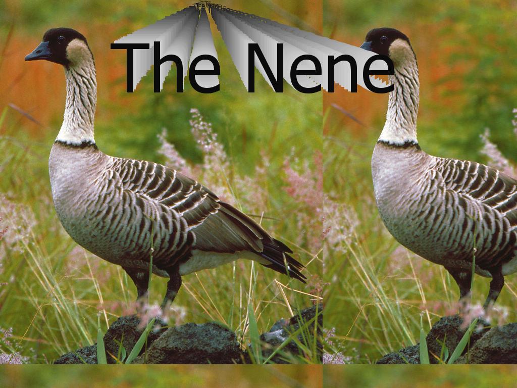 neneBird