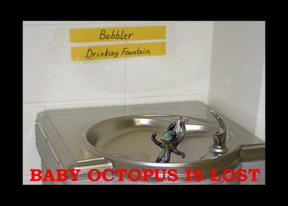 Baby Octopus is Lost