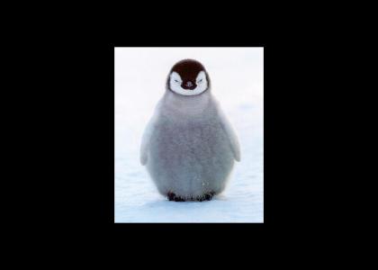Baby Penguin Stares Into Your Soul..