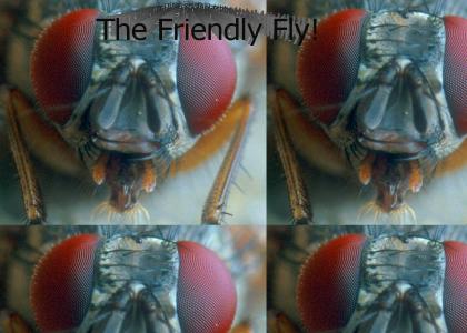 The Friendly Fly
