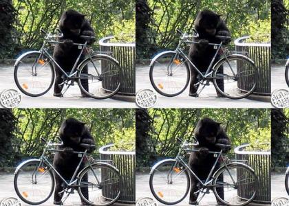 Grizzly stole my bike