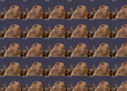 Prairie Dog ends all of your dreams
