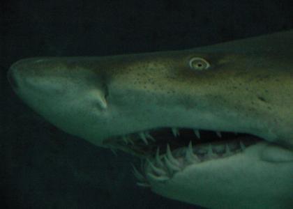 Opeth - Tiger Shark