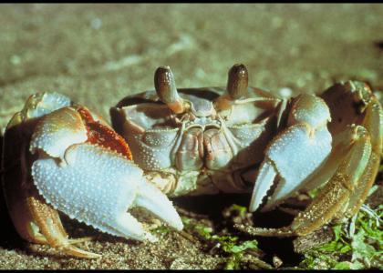 Ghost Crab stares into your soul