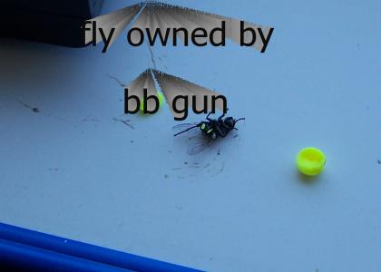 fly got owned