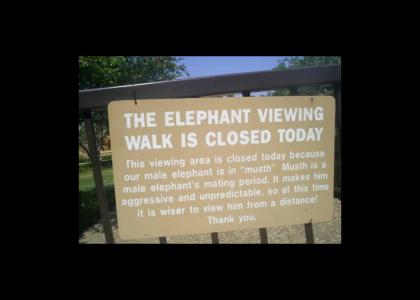 Elephant PMS?