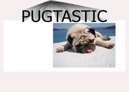 Pug Plus