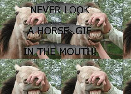 horse.gif (Don't Look!)