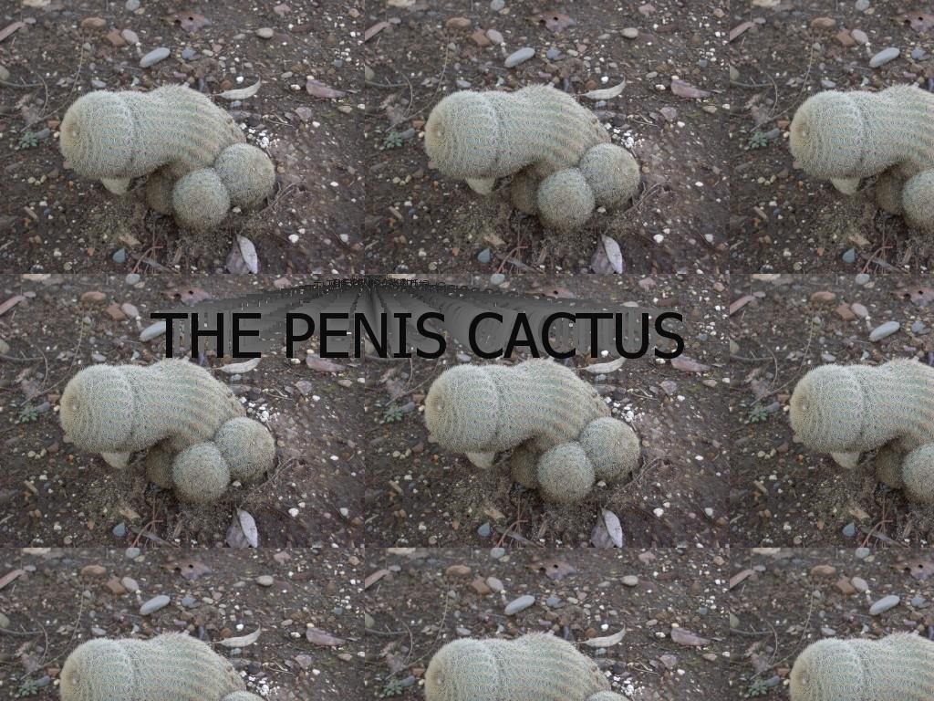 peniscactus