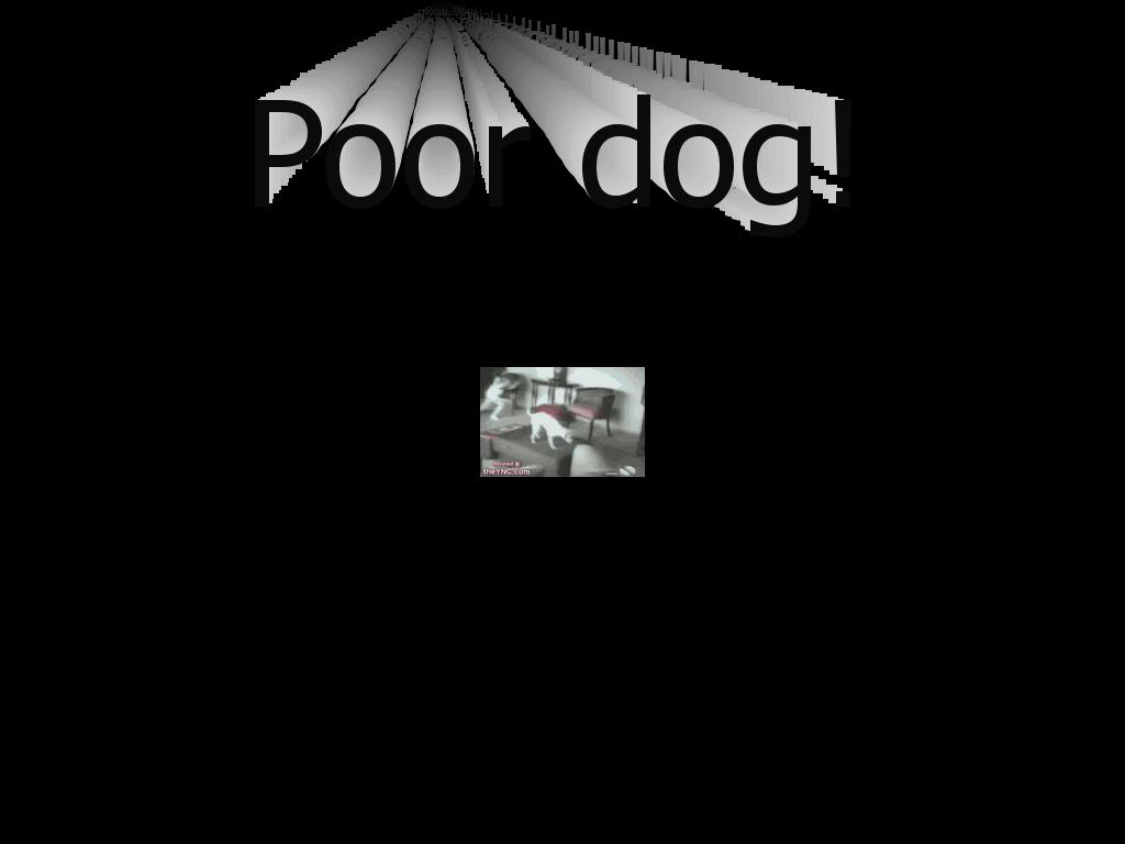 dogdoesabarrelroll