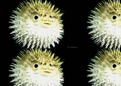 Pufferfish