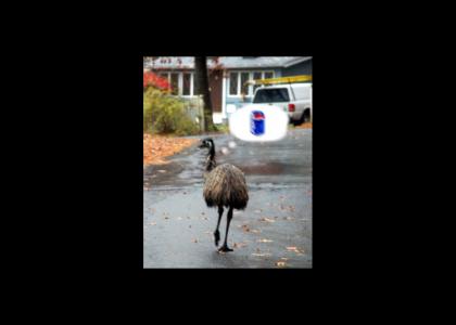 Thoughts of an Emu