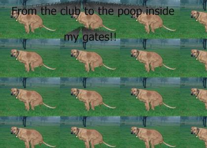 Poop inside my gates