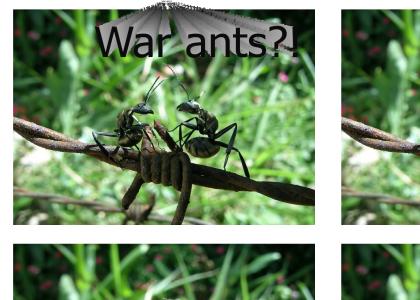 War ants?!