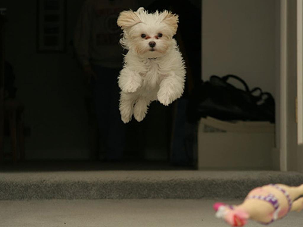 flyingdogs