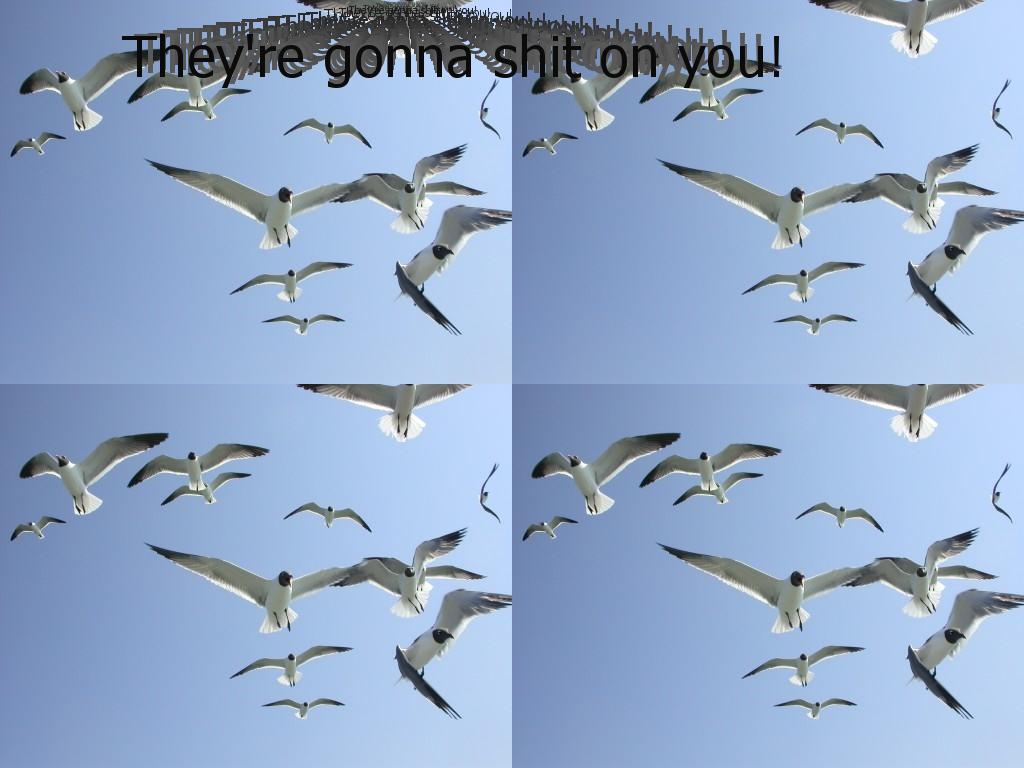 Watchoutfortheseagulls