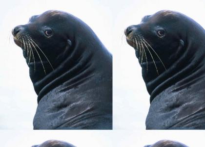 Turn Around, Seal