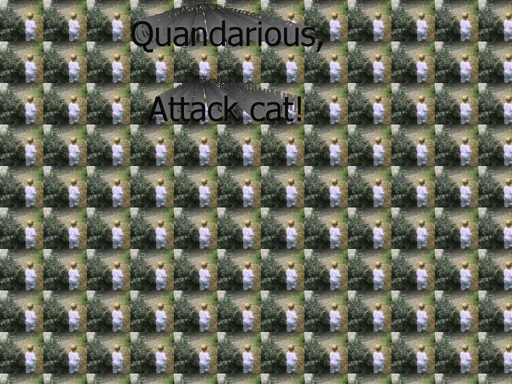 Quandarious-the-attack-cat